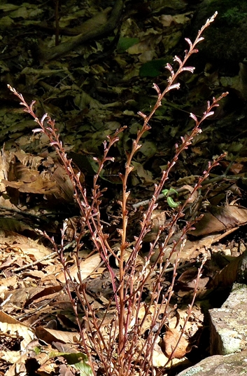 {Epifagus virginiana}